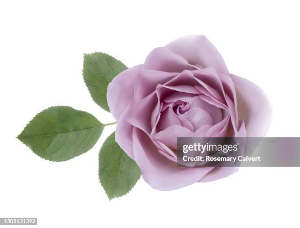 fragrant purple lilac rose with leaf on white. - rosa violette parfumee photos et images de collection