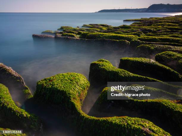 laomei green reefs, located in shimen district, new taipei city, taiwan。as waves hit the reef surfaces under northeast monsoons, green algae such as sea lettuce and “green hair” slowly grow. the result is the amazing seasonal scene of laomei green re - lettuce sea slug stock pictures, royalty-free photos & images