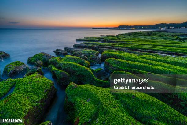 laomei green reefs, located in shimen district, new taipei city, taiwan。as waves hit the reef surfaces under northeast monsoons, green algae such as sea lettuce and “green hair” slowly grow. the result is the amazing seasonal scene of laomei green re - lettuce sea slug stock pictures, royalty-free photos & images