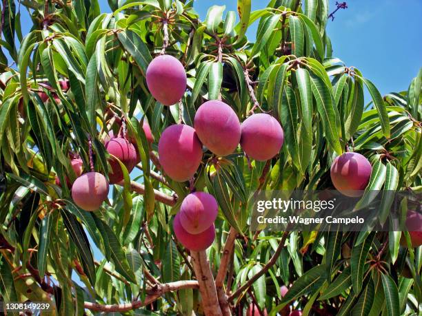 Mango From Tree Ripe Mango Tree Photos and Premium High Res Pictures - Getty Images