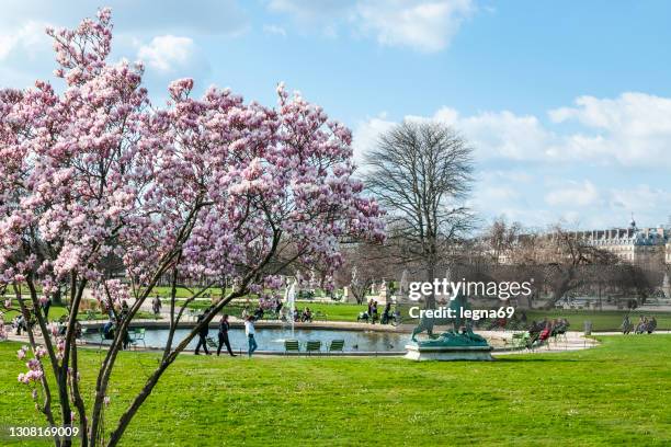 paris : a blooming magnolia in jardin des tuileries in spring. - tuileries quarter stock pictures, royalty-free photos & images