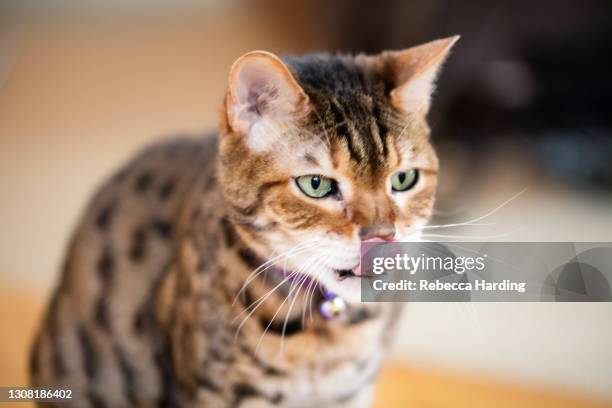 beautiful bengal house cat - asian leopard / tabby mix march 17, 2021 - gato bengala fotografías e imágenes de stock