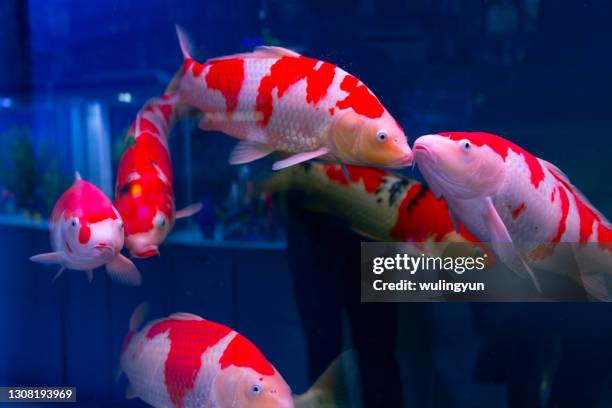 swimming koi carp in fish tank - koi carp bildbanksfoton och bilder