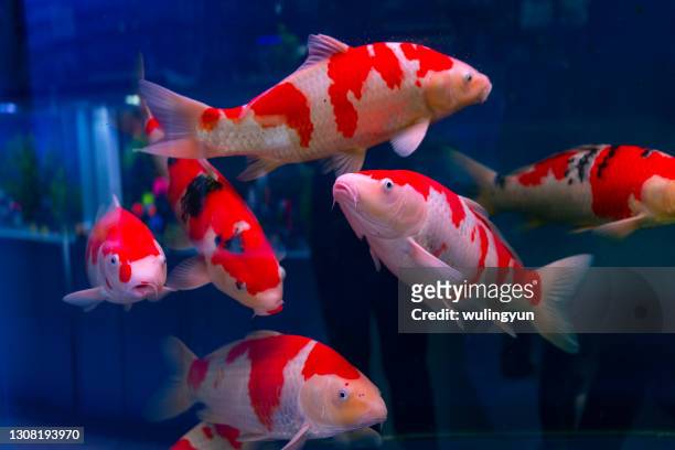swimming koi carp in fish tank - carp fotografías e imágenes de stock