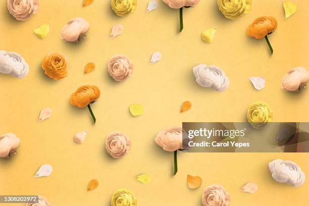 pattern from beauty oranges and whites ranunculus  flowers on a light olive green background. natural holiday backdrop. - ranunculus wedding bouquet stock pictures, royalty-free photos & images