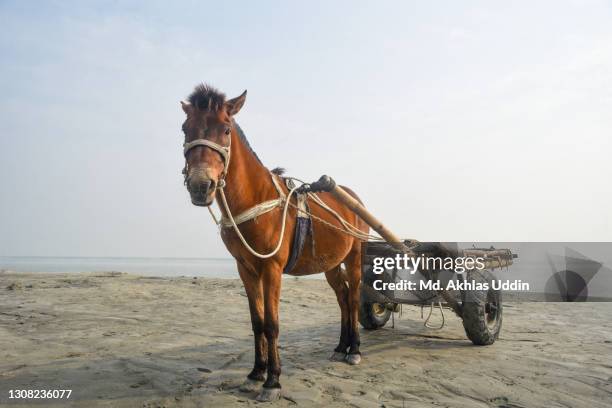 horse-drawn carriages - animal powered vehicle stock pictures, royalty-free photos & images