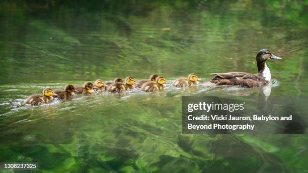 amazing family of ducklings in sparkling green water in babylon, long island - gliding fotografías e imágenes de stock