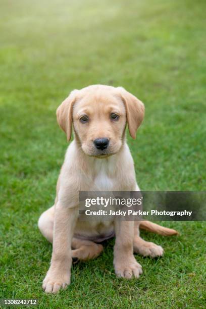 Small Labrdor Miniature Labrador Retriever Photos and Premium High Res Pictures ...