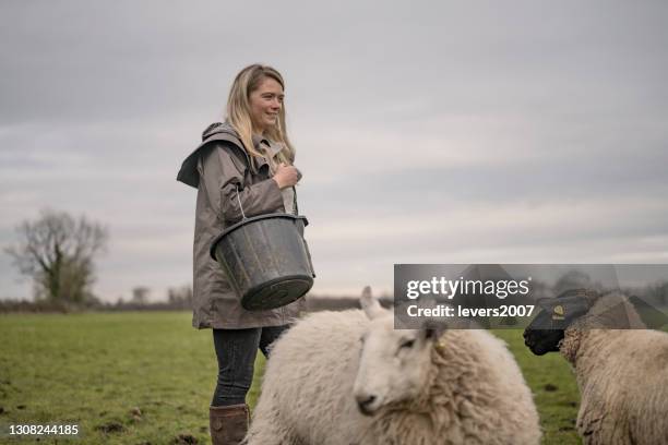 frau hand fütterung schafe im frühling - irish woman stock-fotos und bilder