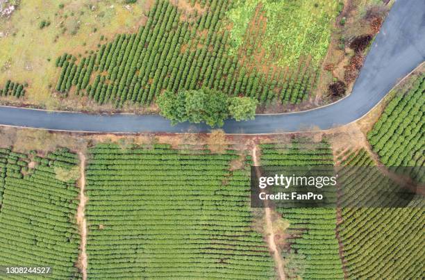 aerial view of tea plantation - changzhou china stock pictures, royalty-free photos & images