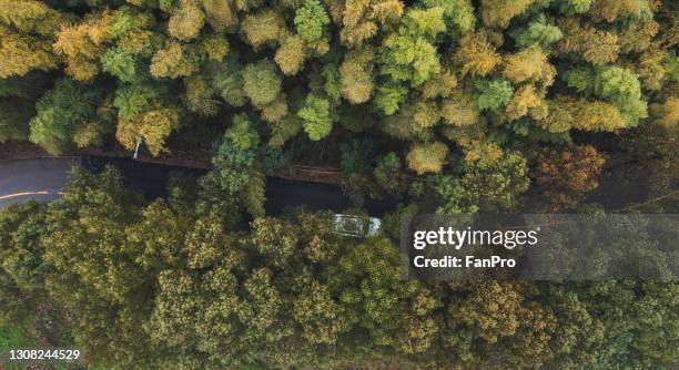aerial view of bamboo forest and road - changzhou china stock pictures, royalty-free photos & images