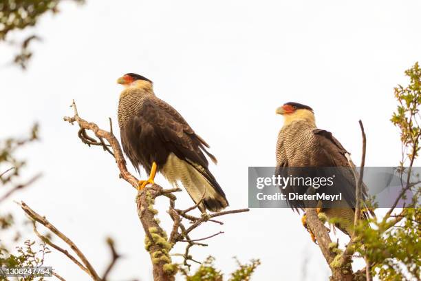 chimago caracara - chimango caracara stock pictures, royalty-free photos & images