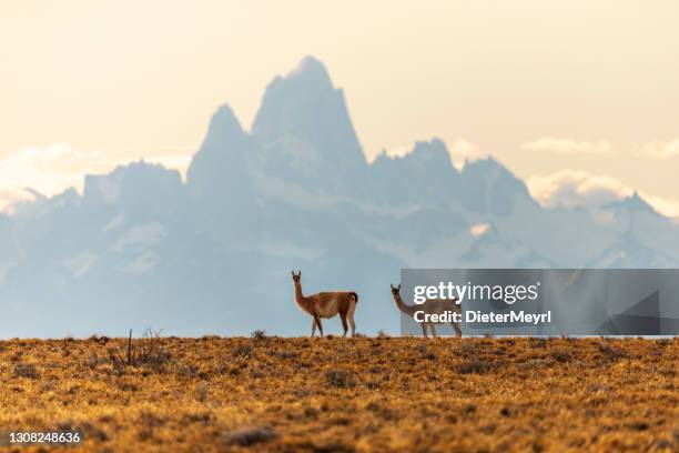 two guanaco in los glaciares national park with view to mt. fitz roy - santa cruz province argentina stock pictures, royalty-free photos & images