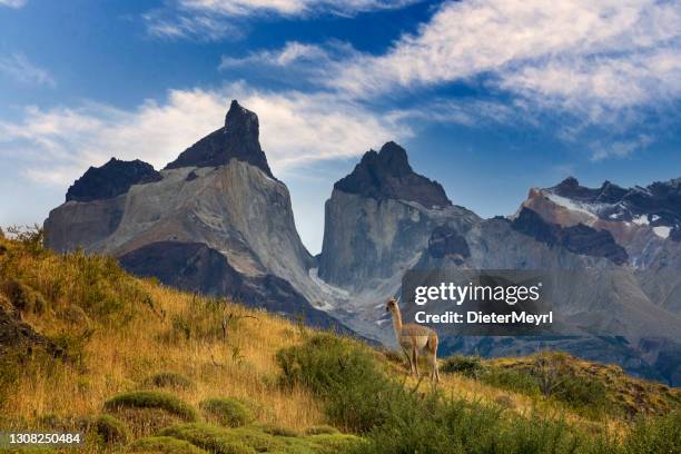 guanaco in torres del paine national park - torres del paine stock pictures, royalty-free photos & images