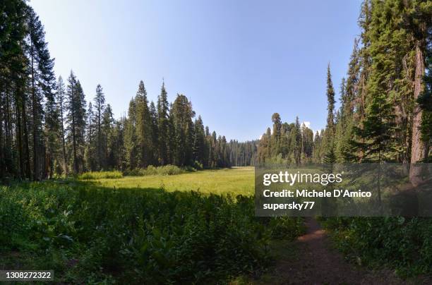 crescent meadow, surrounded by mighty giant sequoia trees - d ca stock pictures, royalty-free photos & images