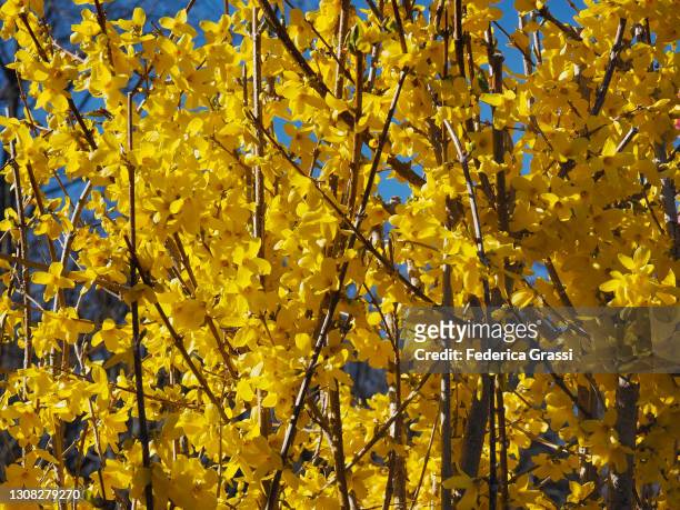 yellow forsythia flowering on the shore of lake maggiore - forsythia stock-fotos und bilder