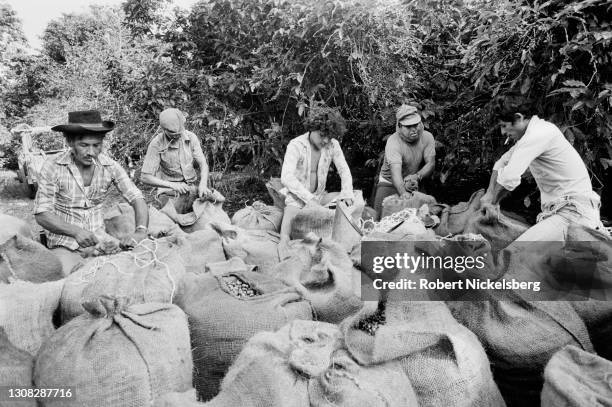 Farm laborers fill 60 kg bags of picked coffee beans, Santa Tecla, El Salvador, October 1982.