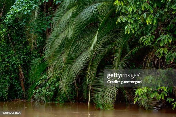 tropisch bos bij de kustlijn af een rivier in het regenwoud - congo stockfoto's en -beelden