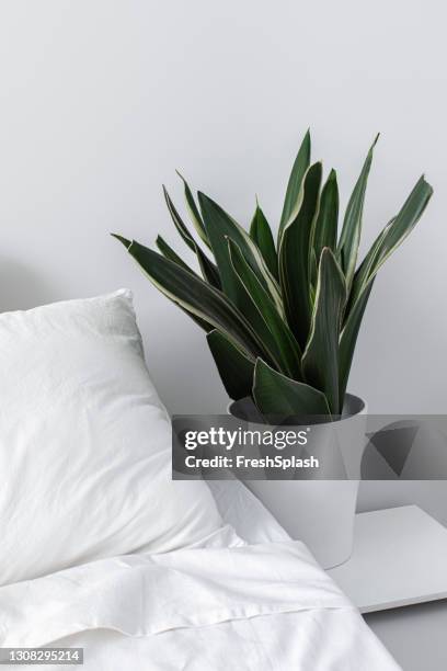 empty bed with white bedding and a green plant - pillow case stock pictures, royalty-free photos & images