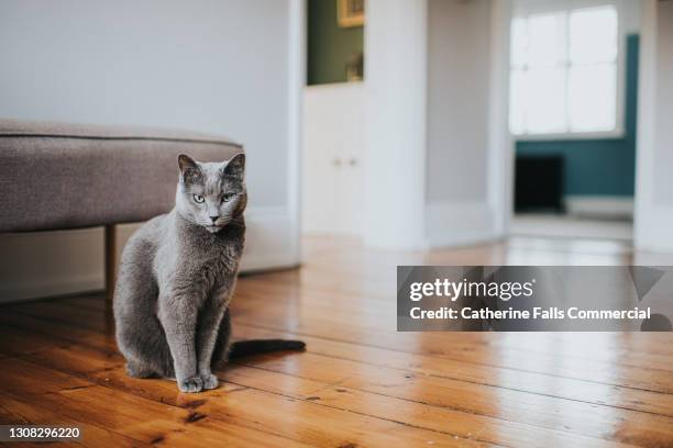 grey cat sitting on a wooden floor looking directly at camera - russian blue cat stock pictures, royalty-free photos & images