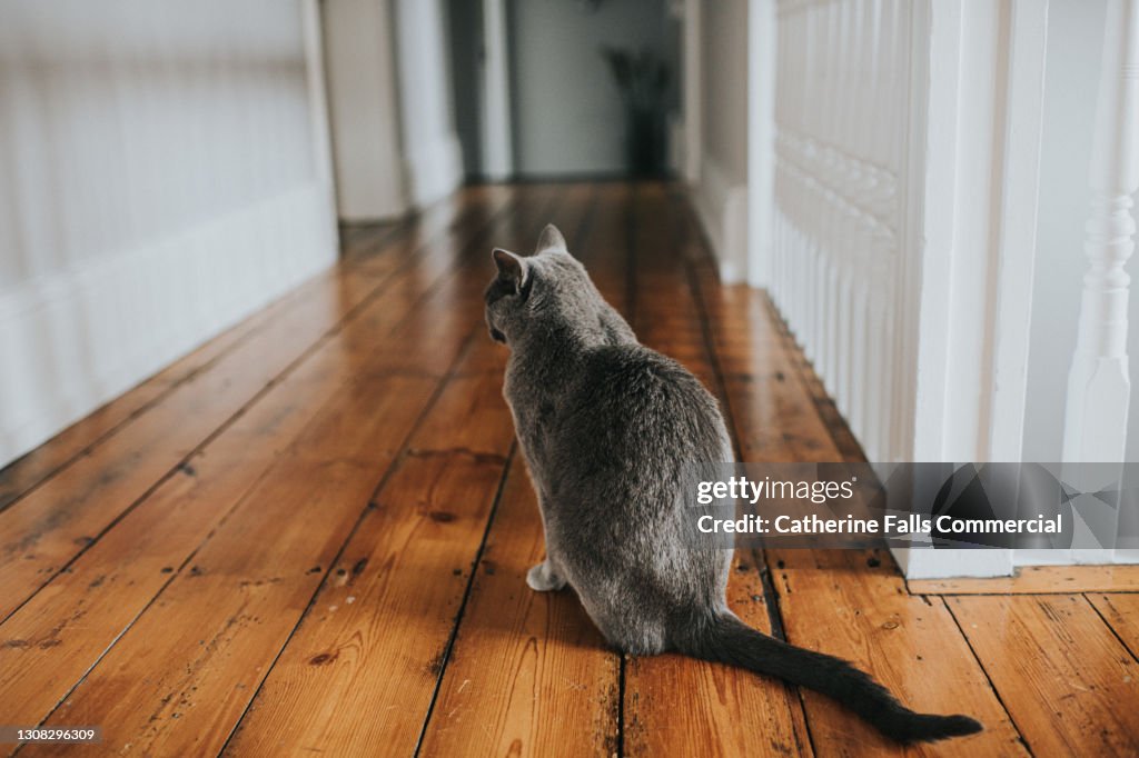 Grey cat in a long hallway faces away from the camera