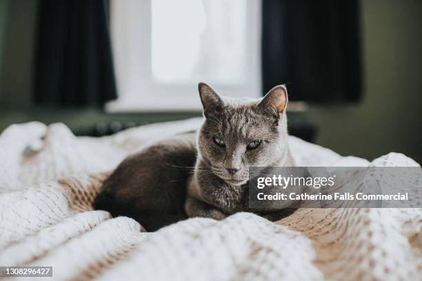 tranquil scene of a sleepy grey cat, curled up on a comfortable bed in a domestic room. - russian blue cat stock pictures, royalty-free photos & images