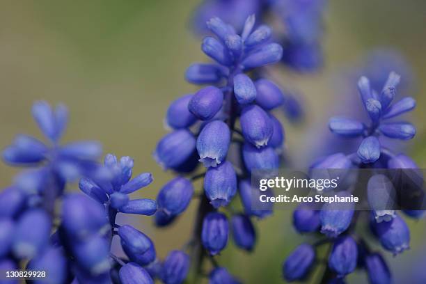 grape hyacinth / (muscari latifolium) - muscari latifolium stock pictures, royalty-free photos & images