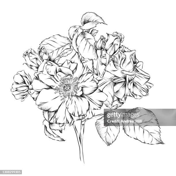Wild Roses Large Scale Drawing 68 Wild Rose Sketch Stock Photos, High-Res Pictures, and Images - Getty ...