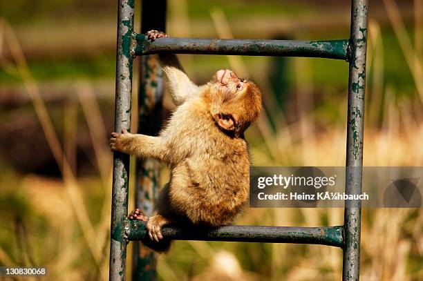46 Monkeys Ladder Stock Photos, High-Res Pictures, and Images - Getty ...