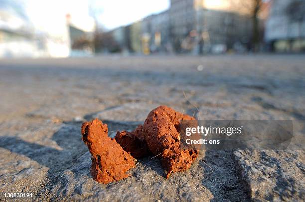 shit! - fresh dog droppings on the pavement, berlin, germany, europe - scheisse stock-fotos und bilder