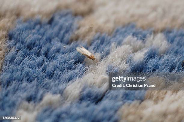 a clothes moth (tineola bisselliella) is sitting on a carpet - tineola bisselliella stock pictures, royalty-free photos & images