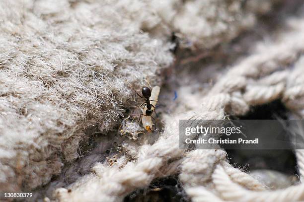 an ant is eating the larva of a clothes moth (tineola bisselliella) - tineola bisselliella stock pictures, royalty-free photos & images