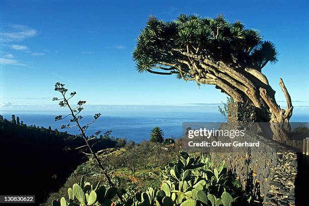 canary islands dragon tree or drago, dracaena draco, la palma island, canary islands, spain, europe - draco the dragon constellation stock pictures, royalty-free photos & images