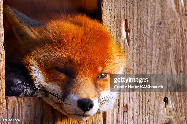 Ceding Fox 13 Loafing Sheds Stock Photos, High-Res Pictures, and Images - Getty Images