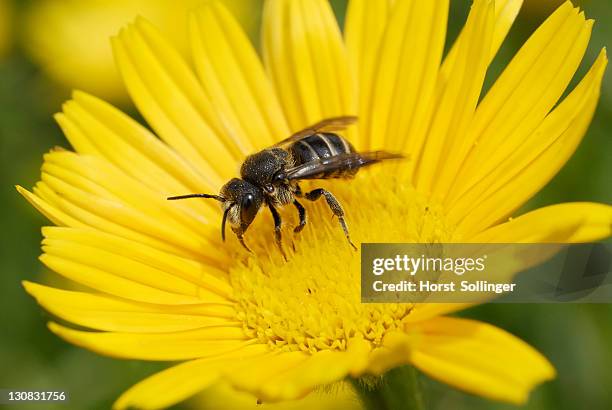 wild bee on the yellow flower of a yellow oxeye daisy (buphthalmum salicifolium) - buphthalmum salicifolium stock pictures, royalty-free photos & images