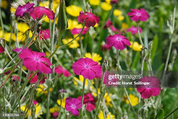 flower bed with purple flowers of the crown campion (lychnis coronata), yellow flowers of an ox-eye daisy (buphthamum salicifolium) in the back - buphthalmum salicifolium stock pictures, royalty-free photos & images
