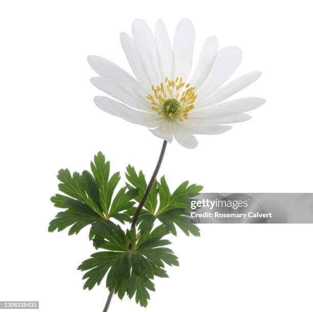 white windflower or anemone with leaves on white. - anemone flower arrangements stock pictures, royalty-free photos & images