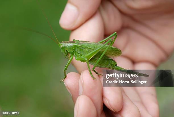 great green bush cricket (tettigonia viridissima) held in a child's hand - cricket insect photos stock pictures, royalty-free photos & images