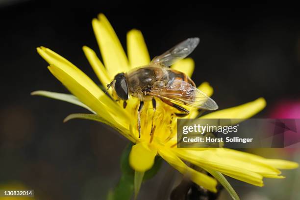 european hoverfly or dronefly (eristalis pertinax) on the yellow blossom of a yellow oxeye daisy (buphthalmum salicifolium) - buphthalmum salicifolium stock pictures, royalty-free photos & images