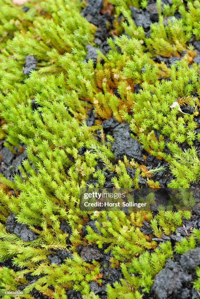 Wood Hair Cup Moss (Polytrychum formosum), pioneer species colonising peat