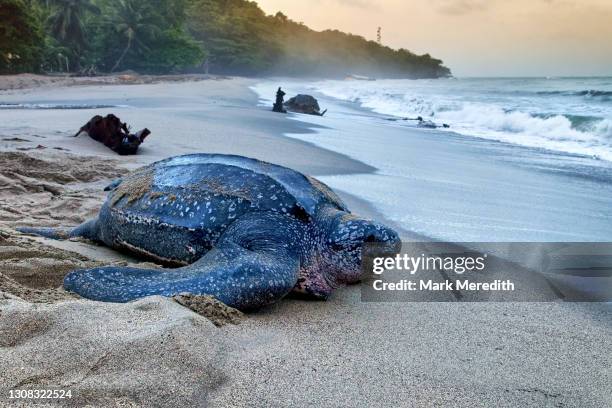 leatherback turtle, trinidad - trinité et tobago photos et images de collection