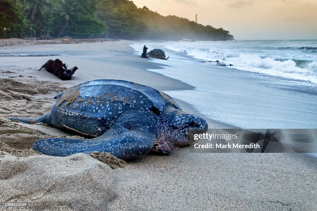 Leatherback turtle, Trinidad