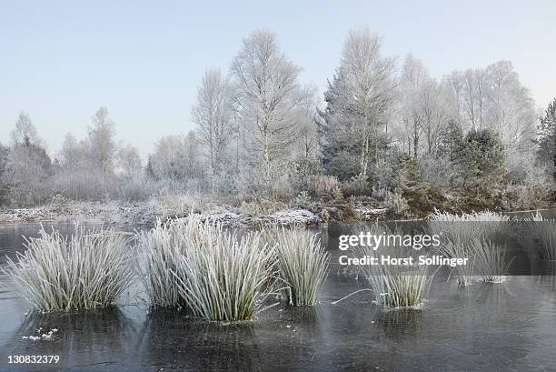 Tule Reeds Winter 22 Tules Stock Photos, High-Res Pictures, and Images - Getty Images