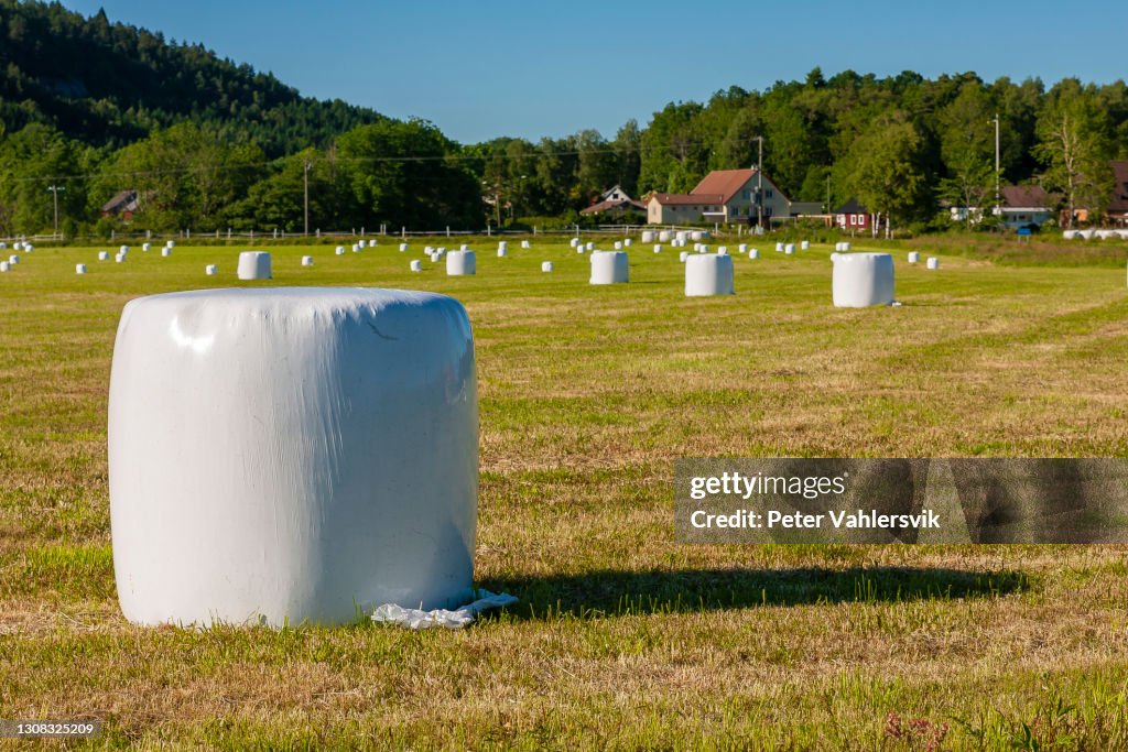 Ensilage balls against vibrant blue sky