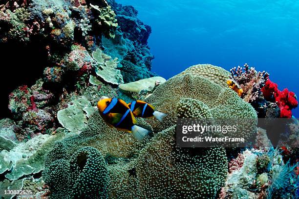 Skunk Fish Pink Skunk Clownfish Photos and Premium High Res Pictures - Getty Images