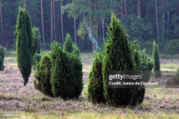 landscape with flowering heather (calluna vulgaris) and juniper (juniperus communis) in the early morning fog, nature reserve lueneburg heath, lower saxony, germany, europe, - jeneverbes conifeer stockfoto's en -beelden
