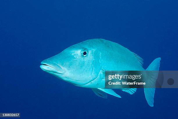 longface emperor (lethrinus olivaceus), palau, micronesia, pacific - lethrinus stock pictures, royalty-free photos & images