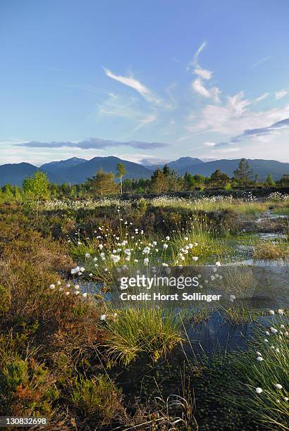 wetlands, renaturation of moor with flowers from hare's-tail cottongrass, tussock cottongrass or sheathed cottonsedge (eriophorum vaginatum) in rosenheim, bavaria, germany, europe - moore stock-fotos und bilder