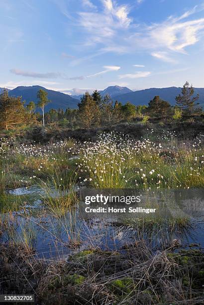 wetlands, renaturation of moor with flowers from hare's-tail cottongrass, tussock cottongrass or sheathed cottonsedge (eriophorum vaginatum) in rosenheim, looking towards the alps, bavaria, germany, europe - moore stock-fotos und bilder