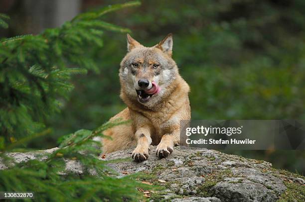 wolf (canis lupus), bavarian forest, bavaria, germany - hundeartige stock-fotos und bilder